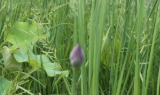 荷花不用土可以吗 荷花用不用土