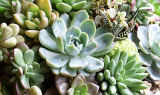 朱丽叶多肉怎么养 朱丽叶多肉怎么养护