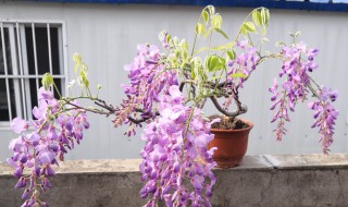 紫藤怎么养才能开花多（紫藤怎么养才能开花多枝条茂盛）