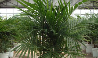 新买的富贵椰子怎么养 富贵椰子树怎样养