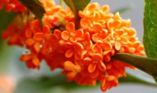 橘红色的桂花能吃吗（橘红色的桂花可以吃吗）