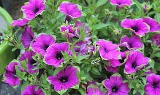 盆栽矮牵牛花怎么养（怎样养矮牵牛花）