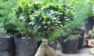 大叶榕树怎么养 大叶榕树怎么养殖方法