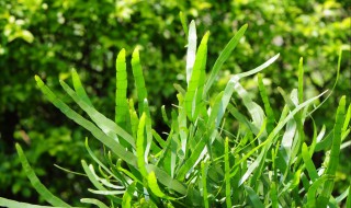 竹节蓼的栽培技术（竹节蓼的栽培技术与管理）