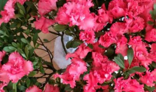 杜鹃花对新手来说不好养 杜鹃花对新手来说不好养吗