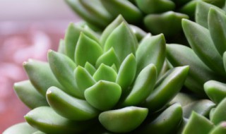 草玉露多肉 草玉露多肉好养吗
