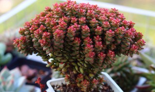 小米星多肉 小米星多肉耐寒吗