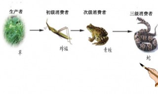 食物链至少有几个生物组成（食物链最少有几个生物组成）