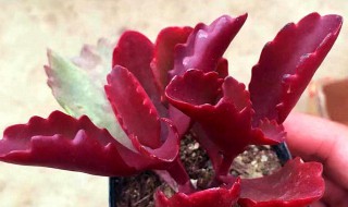 多肉植物朱莲怎么养（多肉植物朱莲怎么养护）