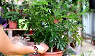 九头草的养殖方法和注意事项（九尾草怎么养）