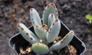 多肉月兔耳 多肉月兔耳老桩图片