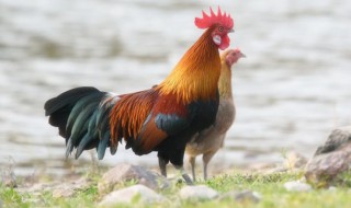 九三年属什么生肖 九三年属什么生肖婚配