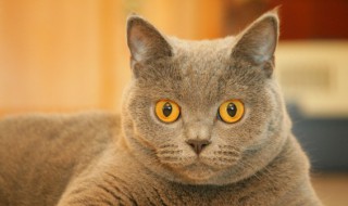 孕妇梦见被猫咬了是什么意思 孕妇梦见被猫咬预示着什么