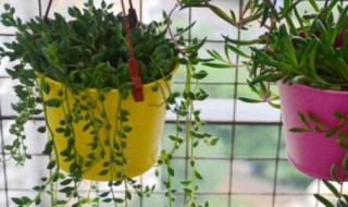 紫玄月可以水培吗（紫玄月怎样浇水和养护）