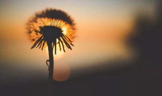 抖音最火的文案句子 新年抖音最火的文案句子