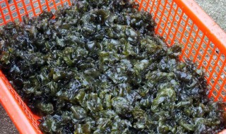 吃地蕨皮有什么好处 吃地蕨皮有什么好处和功效