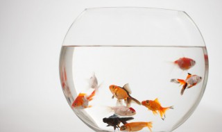 慈鲷鱼吃完食物不动怎么回事 慈鲷鱼吃完食物不动怎么回事视频