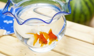 阳台鱼缸风水禁忌有哪些(鱼缸摆放阳台风水禁忌)