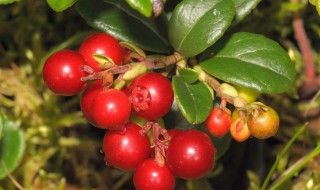 山里红的功效与作用有哪些 山里红的功效与作用是什么