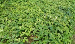 三叶青的功效与作用及食用方法（三叶青的功效与作用及食用方法 | 蜂蜜网）