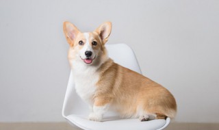 柴犬的训练方法 柴犬的训练方法有哪些