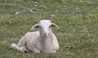 羊用英语怎么说（羊肉用英语怎么说）