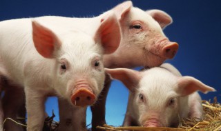 猪催肥最简单方法（猪催肥最简单方法视频）