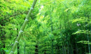 竹子寓意 竹子寓意节节高升的诗句