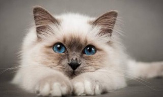 做梦梦到猫 做梦梦到猫是什么意思