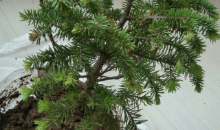 松树风水禁忌（松树风水禁忌坟地）