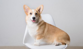 属狗婚配禁忌（属狗婚配禁忌女）