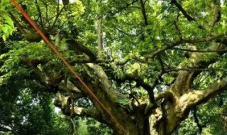 银莲树功效 银连树功效与作用