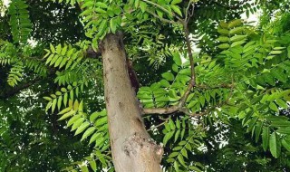 香椿树怎么养（香椿树怎么养护和管理）