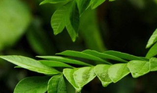 谷雨下雨好还是不下雨好 谷雨这天下雨好还是不下雨好