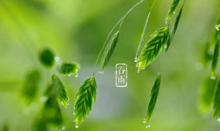 谷雨下雨代表什么 谷雨下雨代表什么生肖