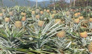 菠萝浸泡在盐水里隔夜能吃吗(菠萝浸泡在盐水里隔夜能吃吗有毒吗)