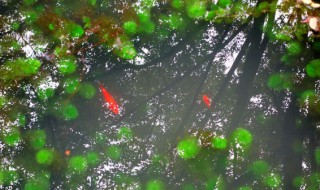 怎样去除水池里的绿苔 怎样去除水池里的绿苔小妙招