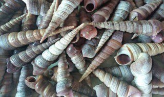 海鲜钉螺怎么洗最干净（海鲜钉螺怎么做）