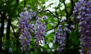 紫藤怎么移植 紫藤怎么移植才能活