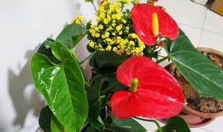 红掌需要晒太阳吗(红掌摆放禁忌放在客厅)