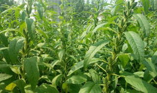 芝麻种植行距和株距 芝麻种植行距和株距和深度