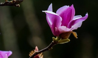 紫玉兰喜欢什么土 紫玉兰用什么土