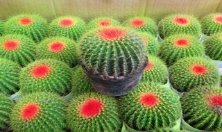 水培仙人球的方法（水培仙人球能开花吗）