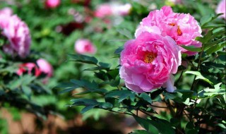 牡丹花在南方种植好吗（牡丹花适合在南方种植吗?）