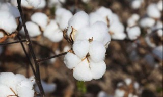 棉花生长周期（棉花的生长周期）