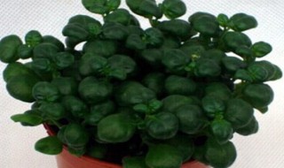 金钱兜的扦插繁殖 金钱兜插枝能活吗