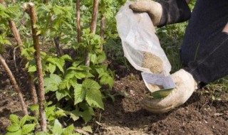 养花用的有机肥有那些 养花用的有机肥有那些品种