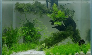 鱼缸养花草养什么植物比较好 鱼缸养花草养什么植物比较好养