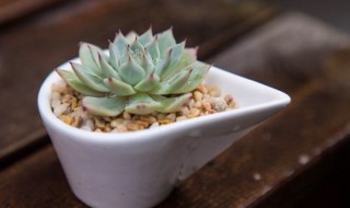 多肉摘心教程（多肉摘心教程图解）