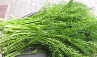 茴香行距是多少 茴香间距